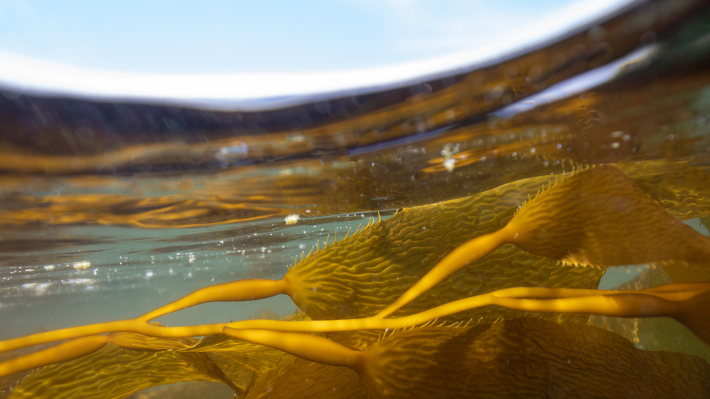 Flourless Kelp Tahini Cookie Recipe