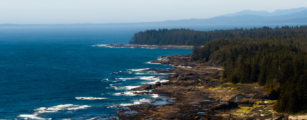 Curious about kelp? You're in the right place!