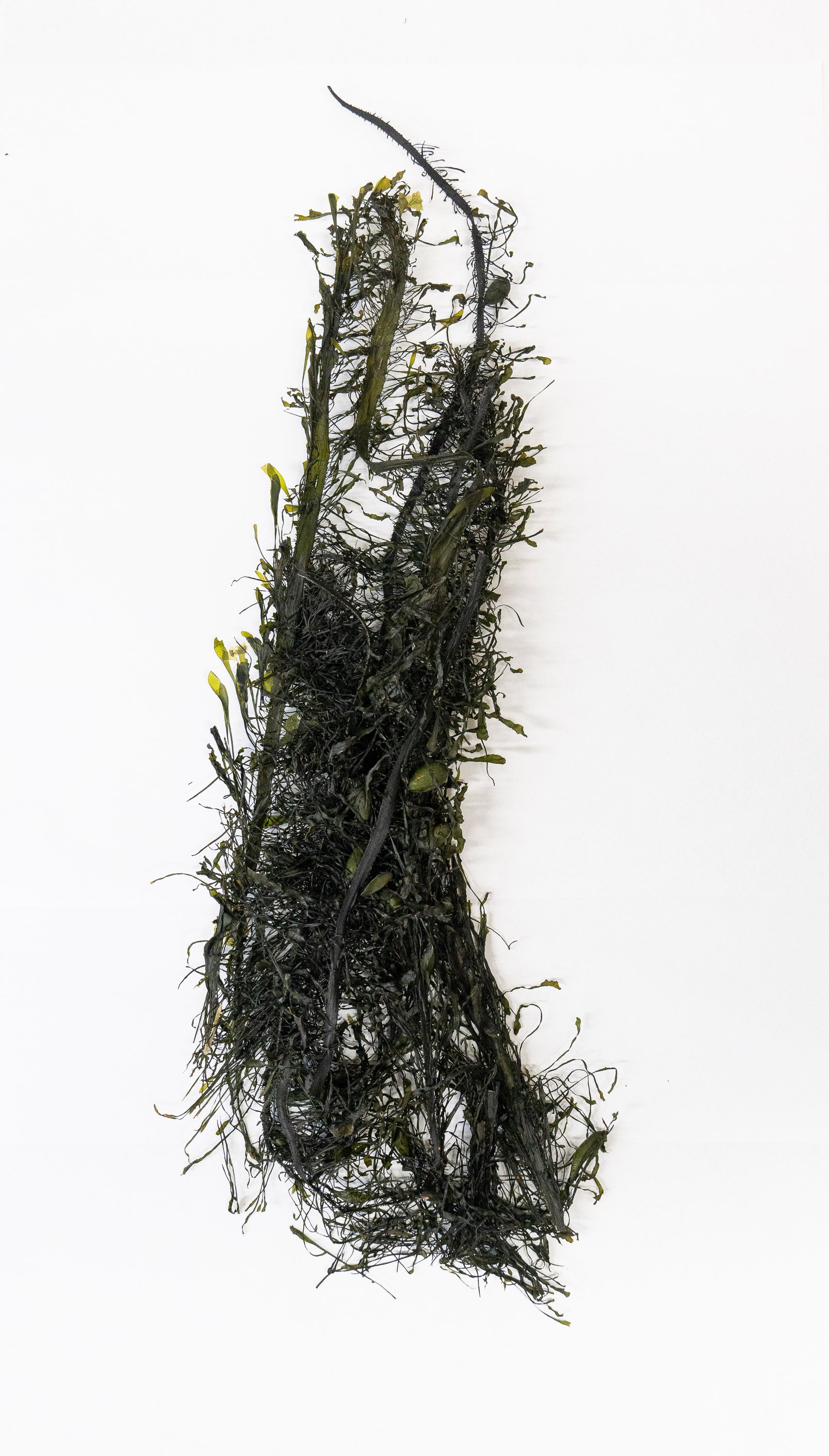 Dried Feather Boa Kelp Blades