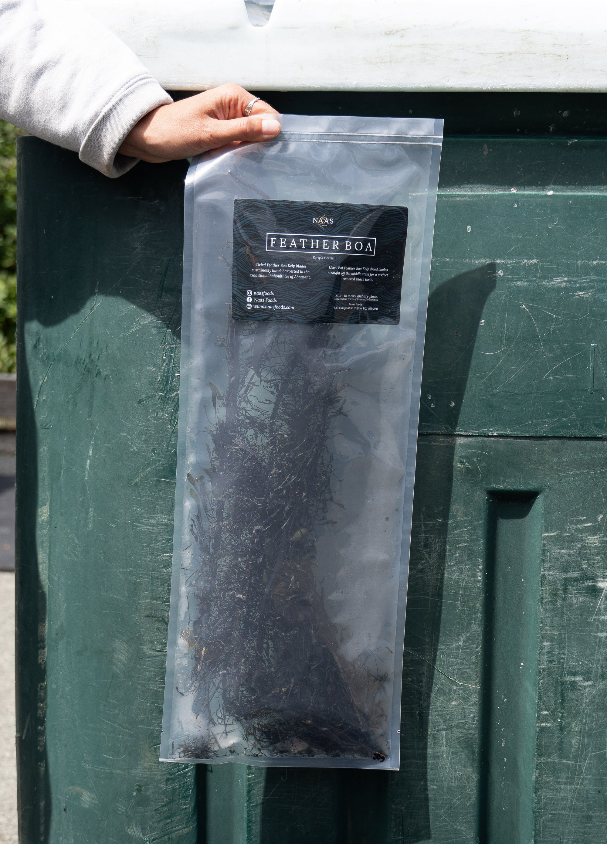 Dried Feather Boa Kelp Blades