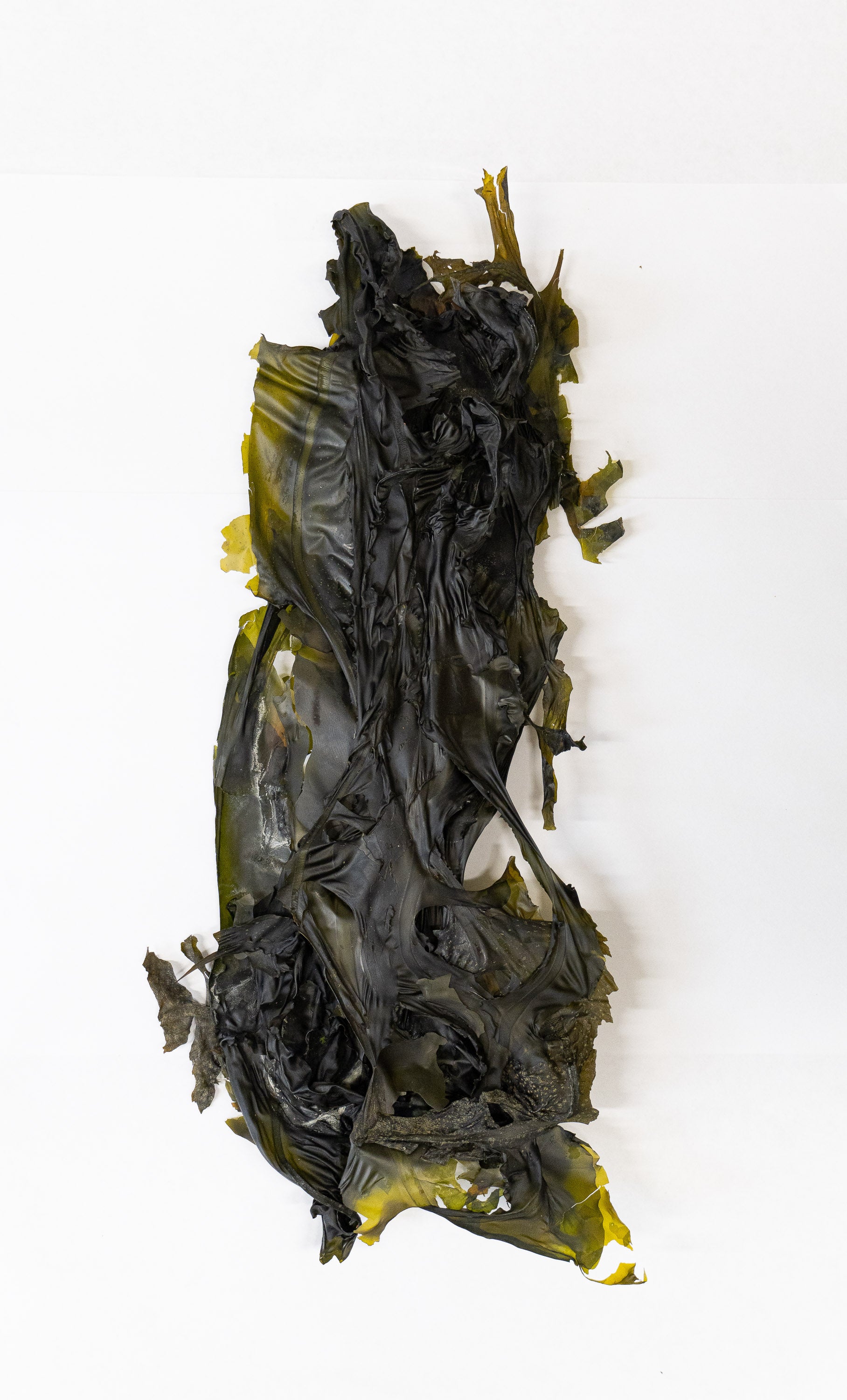 Dried Winged Kelp (Wakame) Blades